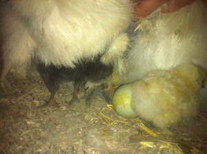 Her titter de tre blandinger lige ud, mens de sidste kyllinger kæmper sig vej ud igennem ægget. 